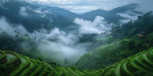 Die neue Yunnan-Ernte ist eingetroffen.